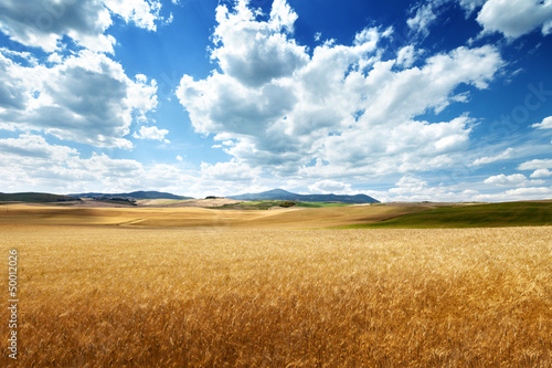 barley hills Tuscany, Italy