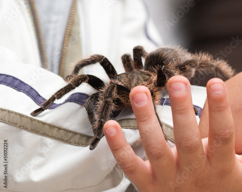 Big hairy tarantula