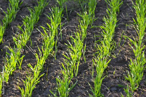 sprouting grain