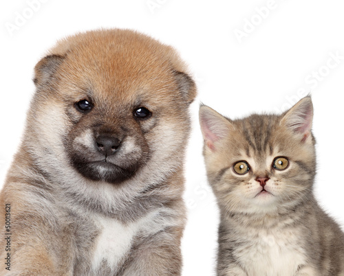 Puppy and kitten, close-up portrait © jagodka