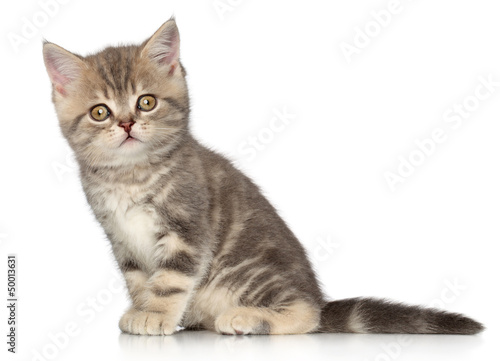 Scottish fold kitten © jagodka