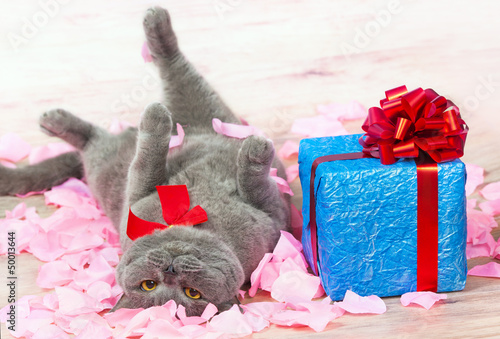 Canvas Print A cat lying on the rose petals near a blue gift with