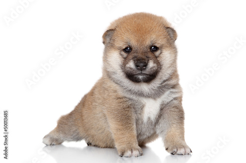 Fototapeta Naklejka Na Ścianę i Meble -  Dog in yoga pose