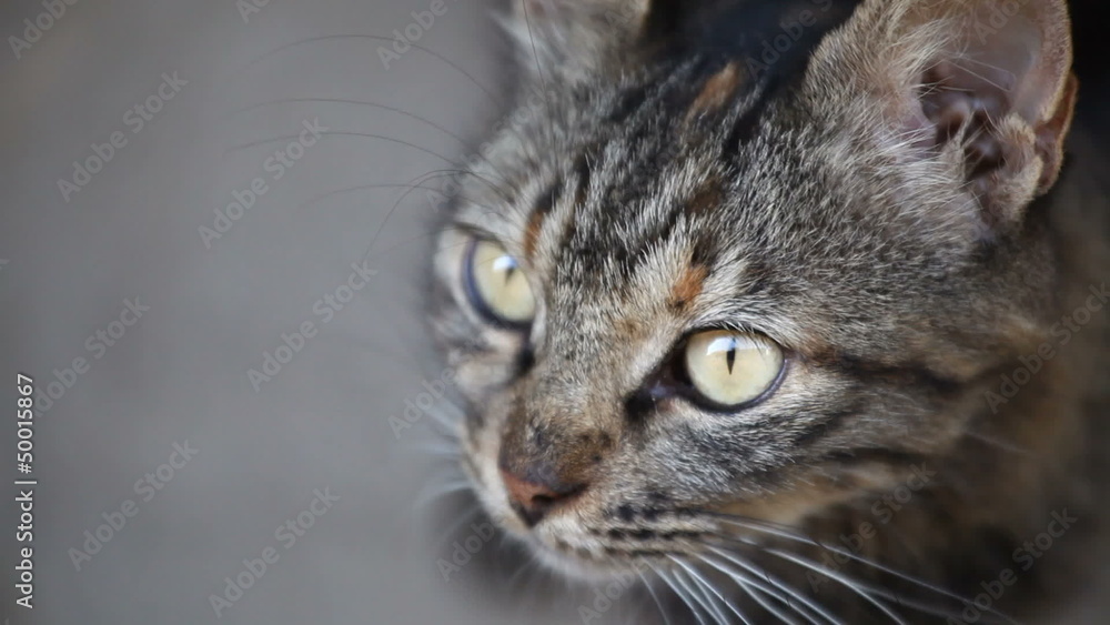 tabby cat close up tabby cat close up