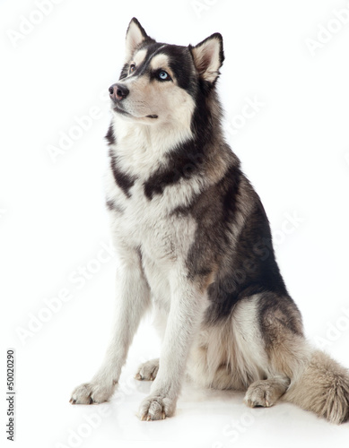 adult male husky © Hunta