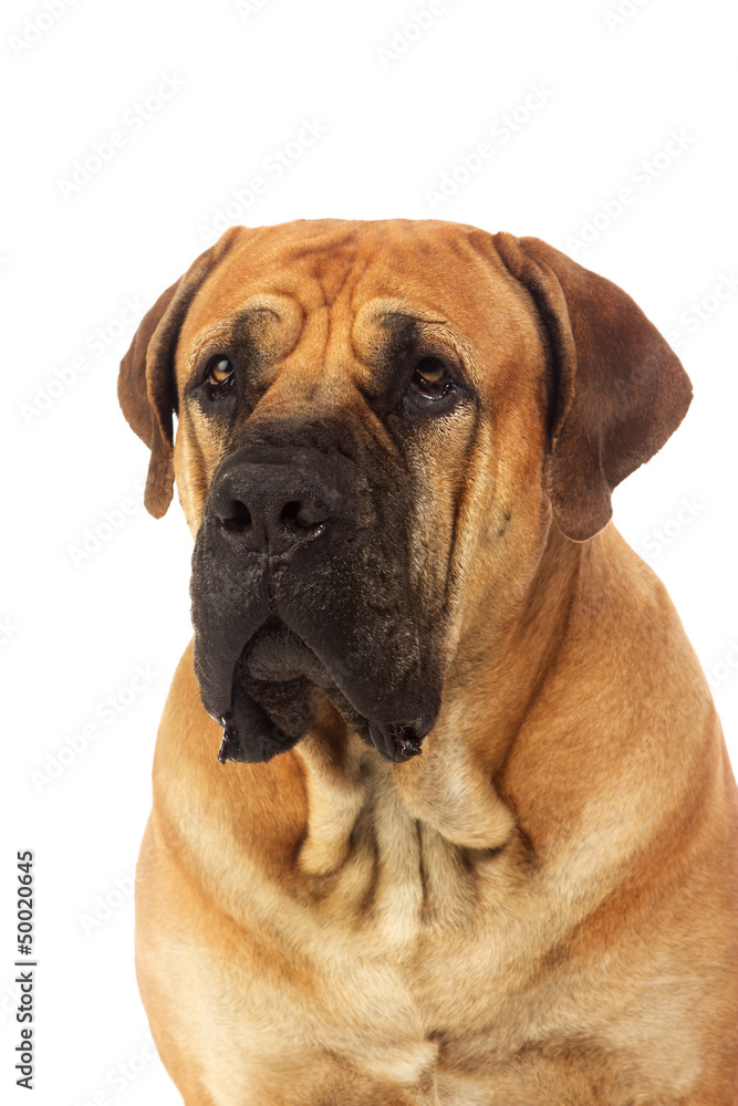 Rare breed South African boerboel posing in studio. Rare breed South African boerboel posing in studio.