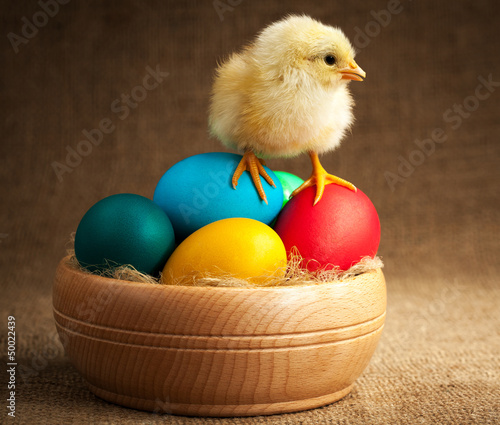 Photography furry small chick with easter eggs. isolated