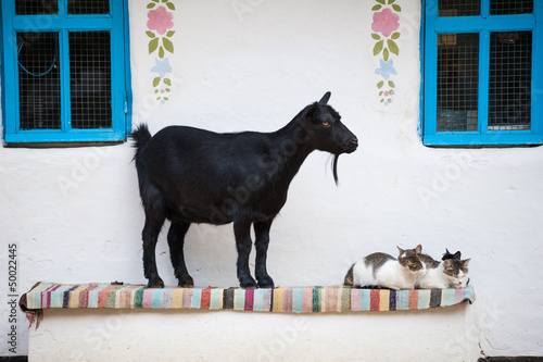 Goat and cats near chalet