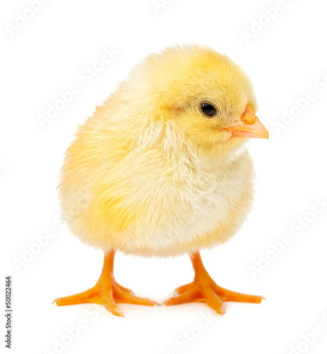 yellow chicken isolated on a white
