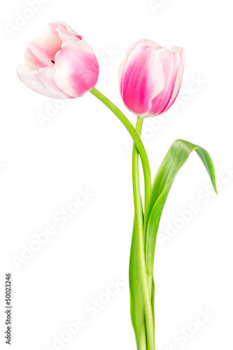 Two pink tulips © Nataliia Pyzhova