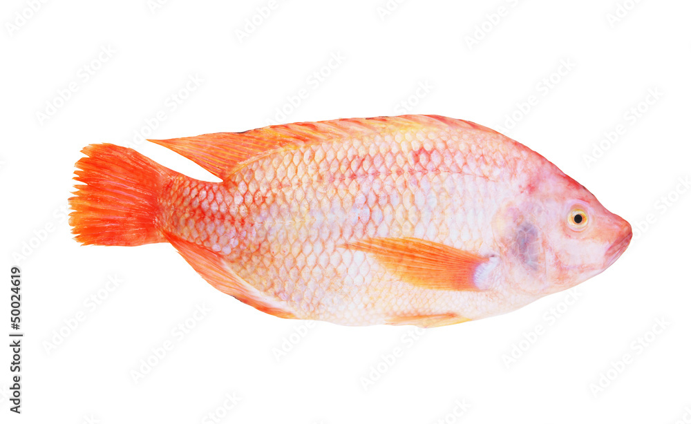 Obraz premium Red tilapia isolated on white background