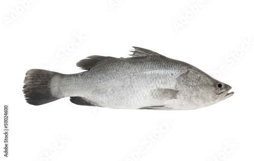Fresh sea bass fish isolated on white background