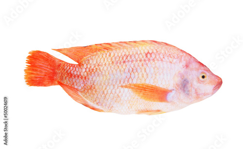 Red tilapia isolated on white background