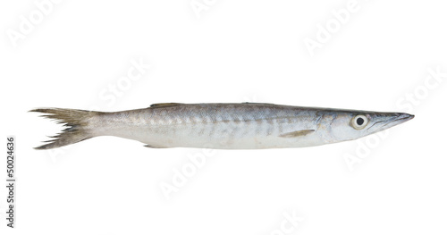 Fresh barracuda fish on white background photo