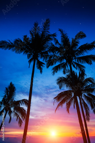 palm trees, sunset and the starry sky