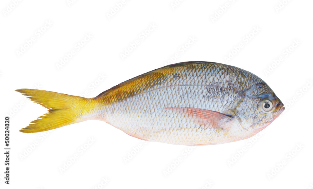 Yellow tail fish isolated on white background