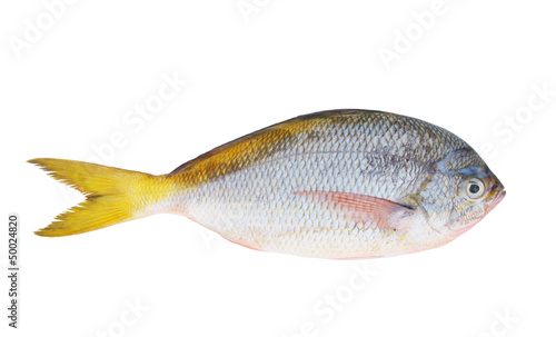 Yellow tail fish isolated on white background