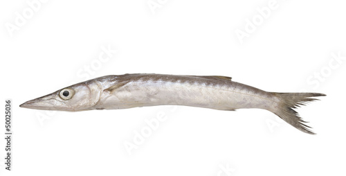 Fresh barracuda fish on white background
