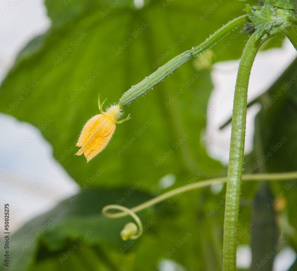 Blossom and tendril of a Cucumber plant