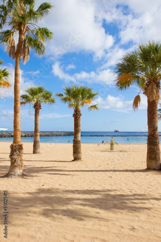 palms of las Teresitas beach, Tenerife, Spain