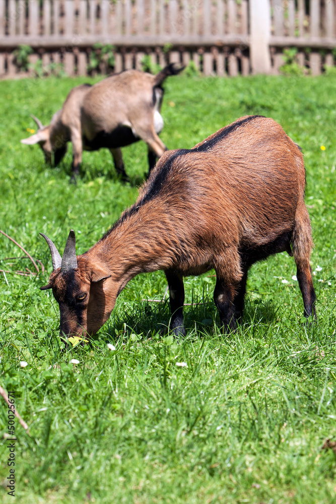 two brown goat pasture on spring two brown goat pasture on spring