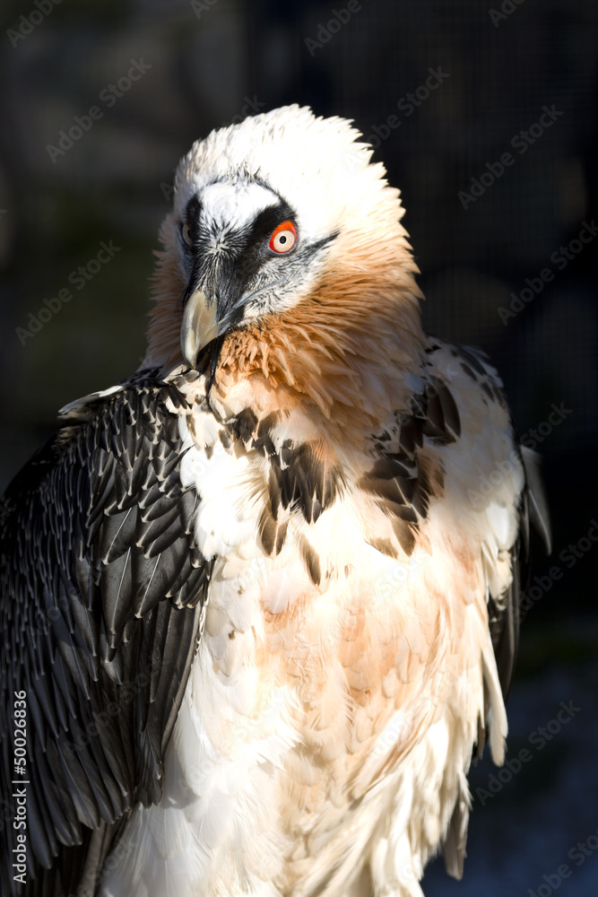 Obraz premium Lammergeyer or Bearded Vulture (Gypaetus barbatus)