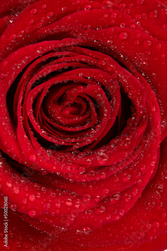 red rose with water drops