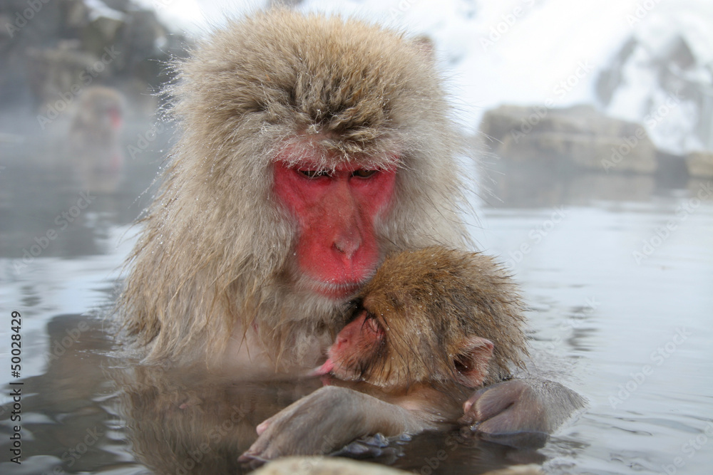 Naklejka premium 猿の親子