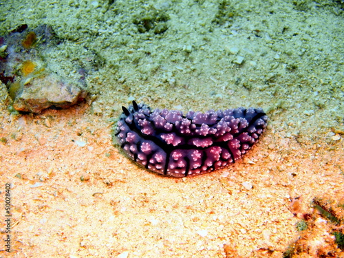 Sea slugs of the Philippine sea