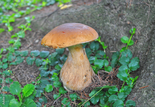 Boletus, mushrooms
