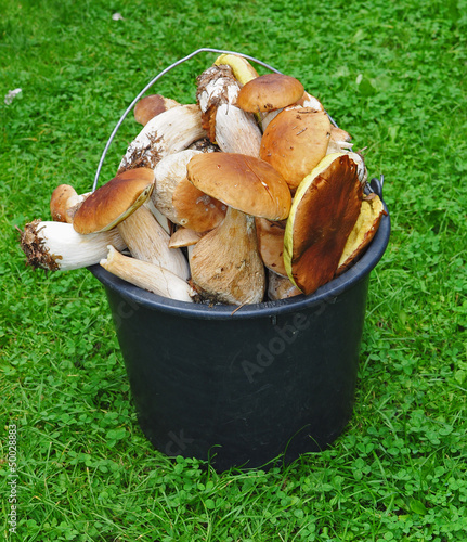 Basket of mushrooms in the grass - boletus edulis