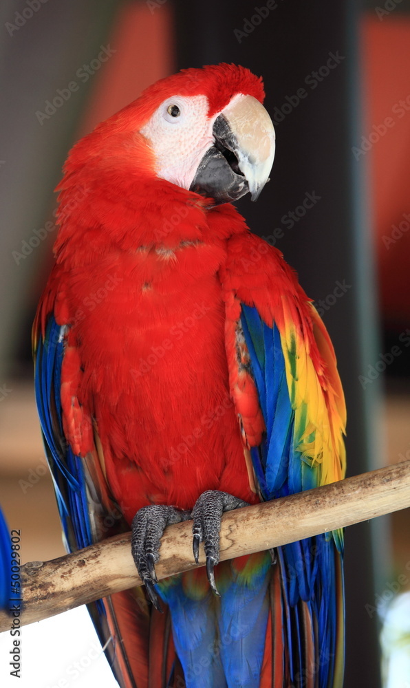 Fototapeta premium beautiful red parrot of Hong Kong Ocean Park
