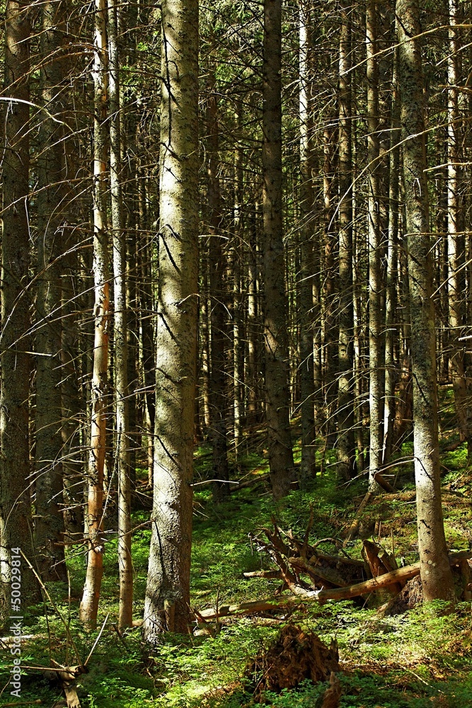 Fototapeta premium Forest