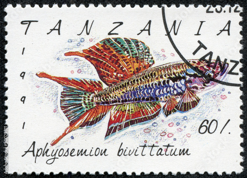 stamp printed in Tanzania shows Aphyosemion bivittatum photo