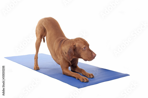 downward dog
