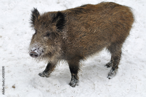 Wild boar in winter on the snow.