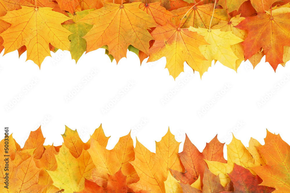 Fototapeta premium Maple leaves isolated on white