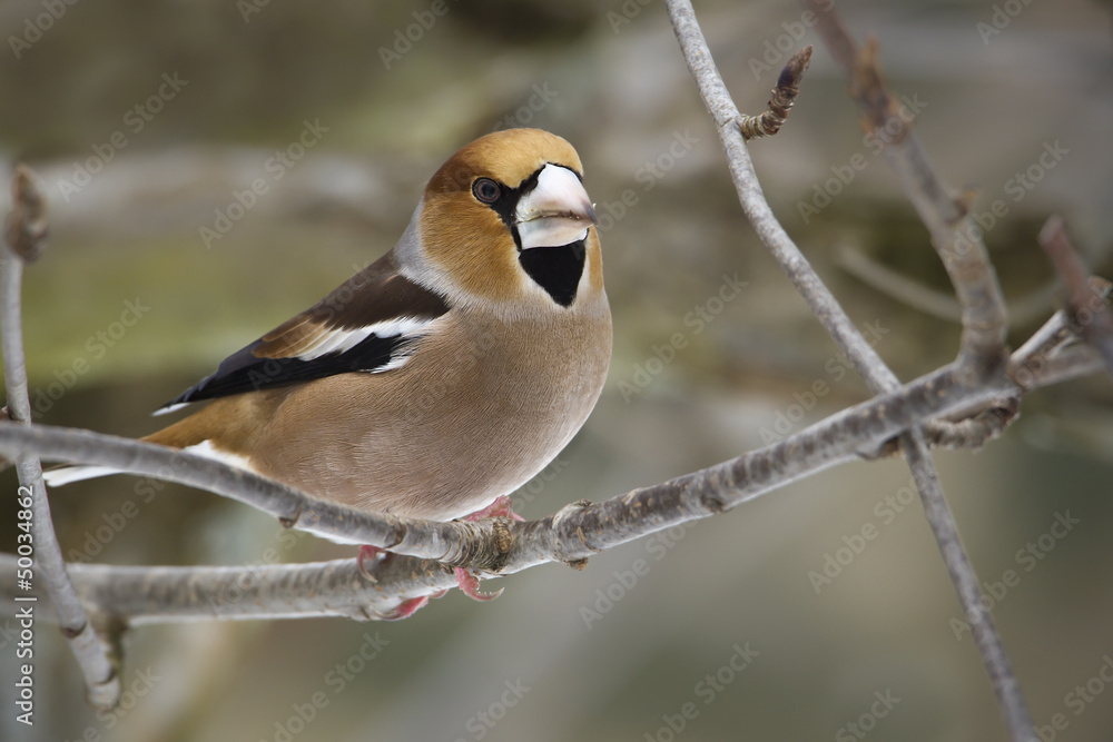 Gros-bec casse-noyaux - oiseau sur branche Gros-bec casse-noyaux - oiseau sur branche