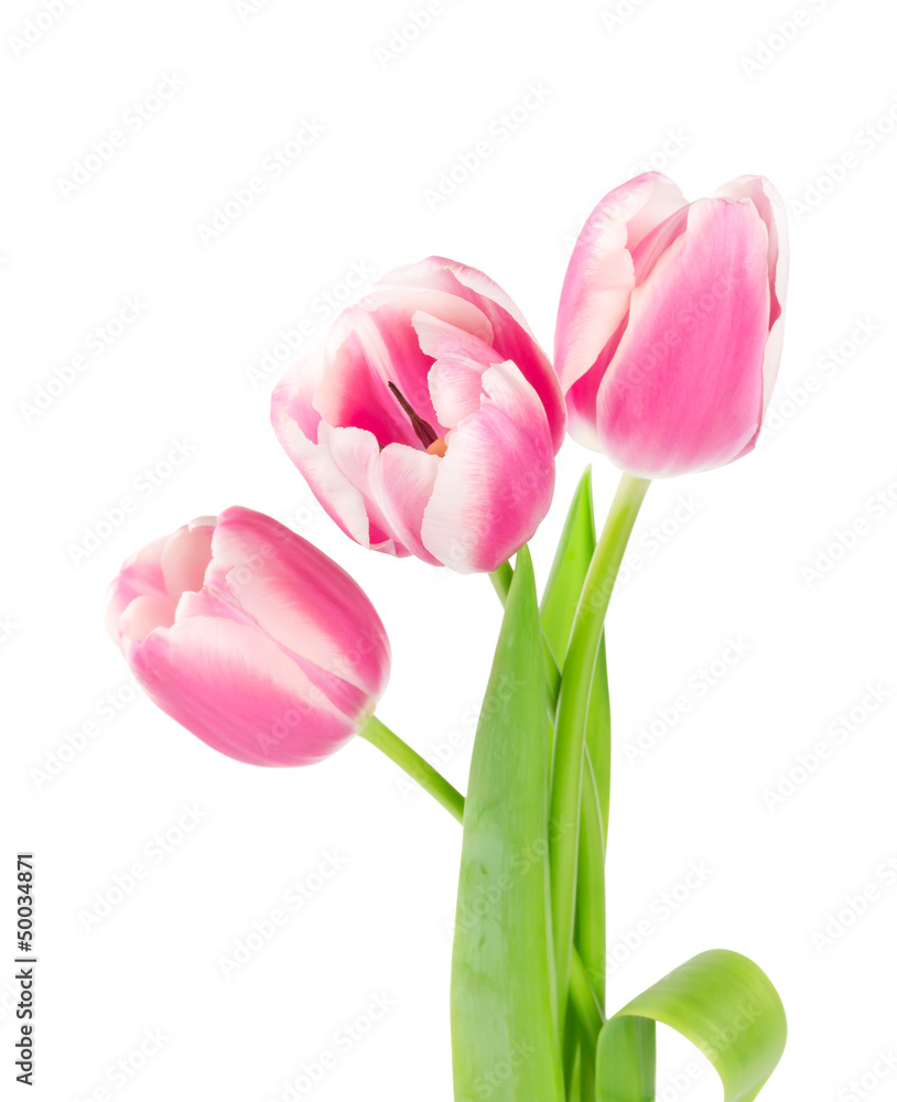 Three pink tulips isolated on white background