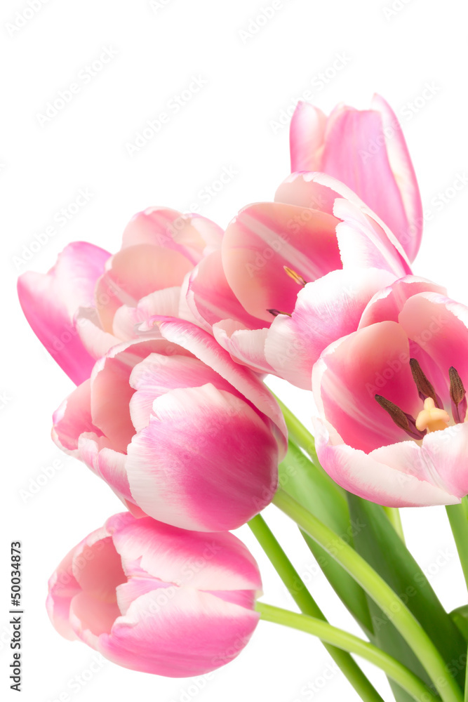 Naklejka premium Bouquet of pink tulips
