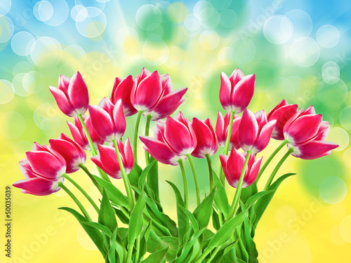 tulip flowers close up © sergio37_120