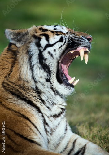 Fototapeta Naklejka Na Ścianę i Meble -  Tiger Baring Teeth