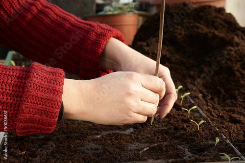 Seperating tomato seedlings and giving them individual spaces photo