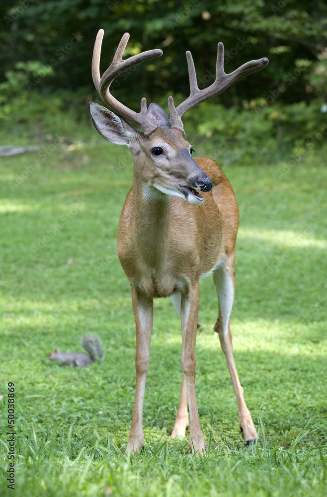 Fototapeta premium Evening buck