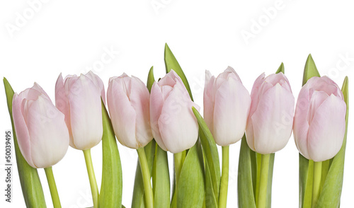 Fototapeta Naklejka Na Ścianę i Meble -  White tulips