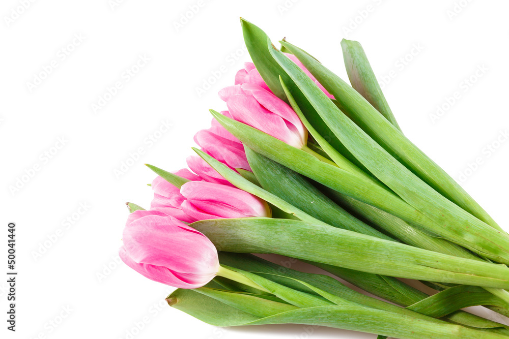 Fototapeta premium Many pink tulips lying on white background