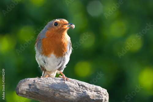 Robin with food in beak.