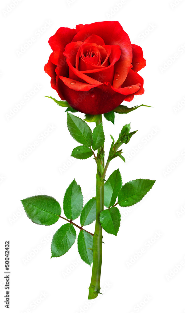 Single beautiful red rose Single beautiful red rose