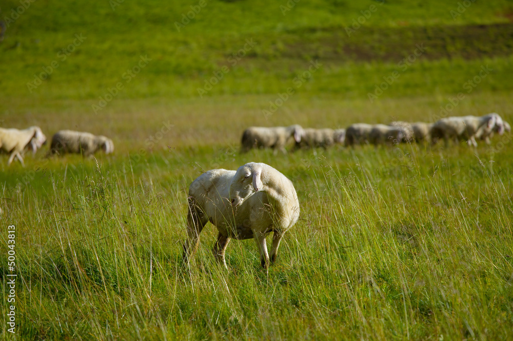 Fototapeta premium Sheep