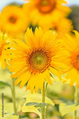 Sunflower in Lopburi province of Thailand